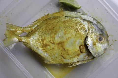 Marinated fish in plastic container with yellow spice. Stock Photos