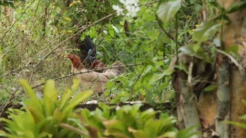 Marinduque Island Video stock 106459019