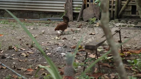 Marinduque Island Video stock 106459031