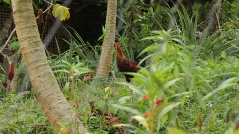Marinduque Island Stock Footage 106459166