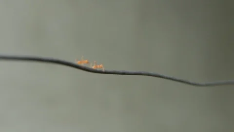 Marinduque Island Stock Footage 106459232