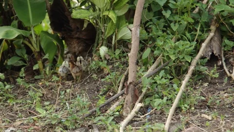 Marinduque Island Video stock 106459331