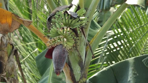 Marinduque Island Stock Footage 106459489