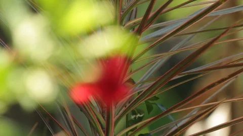 Marinduque Island Stock Footage 106459536