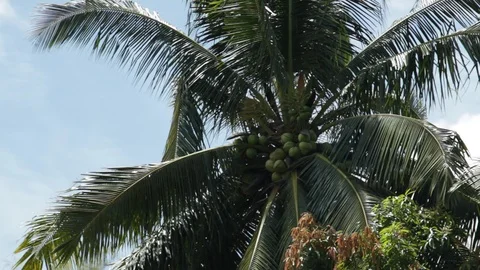 Marinduque Island Video stock 106459856