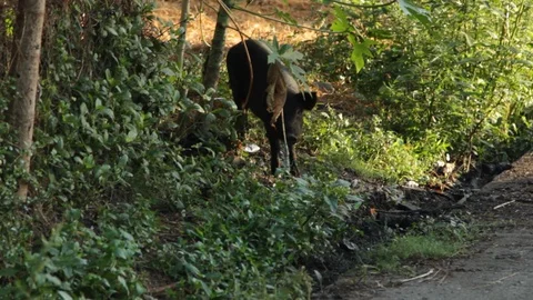 Marinduque Island Stock Footage 106460919