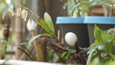 Marinduque Island Stock Footage 106460946