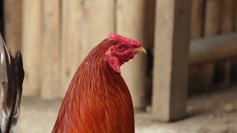 Marinduque Island Stock Footage 106461038