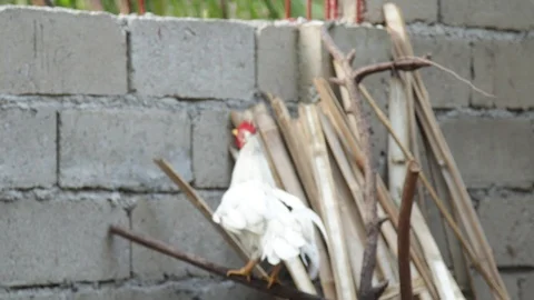 Marinduque Island Stock Footage 106461040