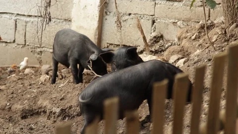 Marinduque Island Video stock 106461122