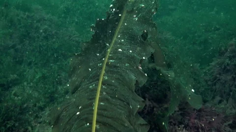 Marine algae found in underwater environment of the Barents Sea. Stock Footage 231598351