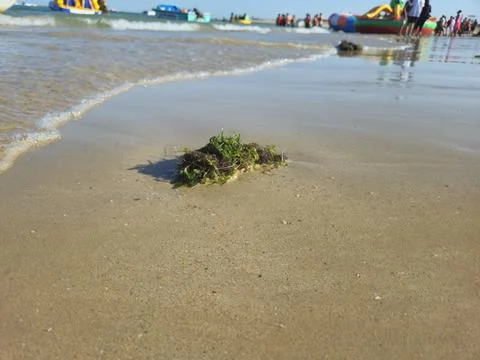 Marine Algae on Sand Stock Photos