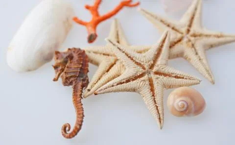 Marine animals Stock Photos