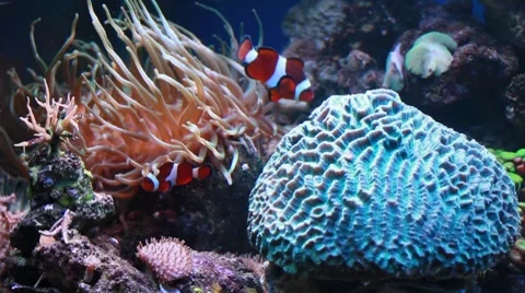 Marine aquarium Stock Footage 8764873