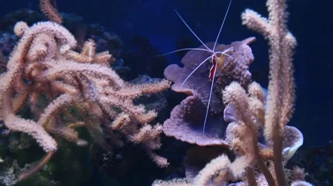 Marine aquarium Stock Footage 8764879