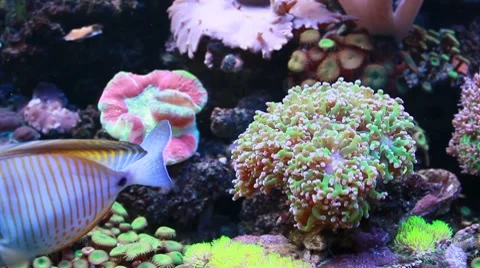 Marine aquarium 스톡 동영상 8764898