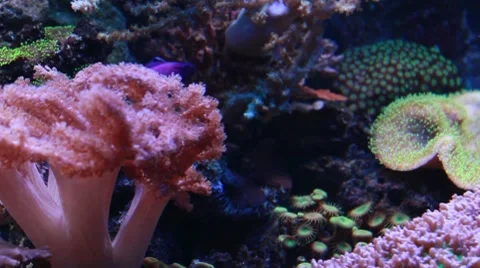 Marine aquarium Stock Footage 8764916