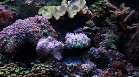 Marine aquarium Stock Footage 8764928