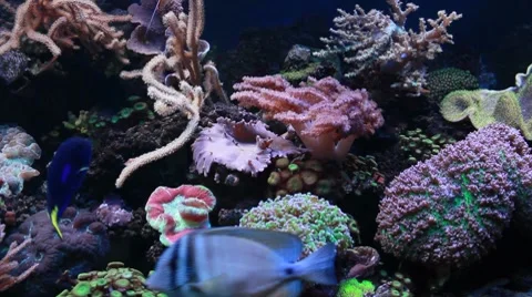 Marine aquarium Stock Footage 8764940