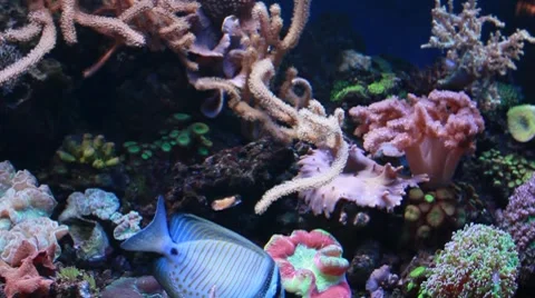 Marine aquarium Stock-Footage 8764947