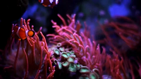 Marine aquarium Video stock 72249485