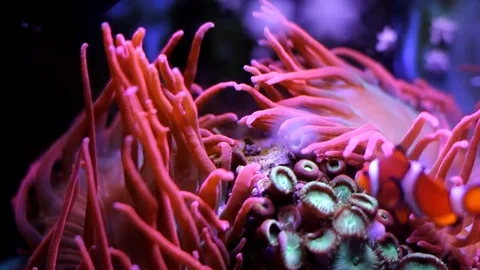 Marine aquarium Video stock 72249488