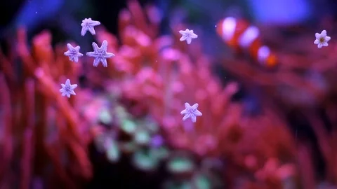 Marine aquarium Video stock 72249496