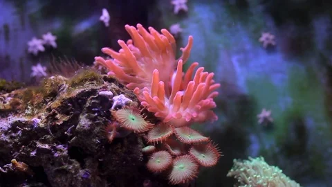 Marine aquarium Video stock 72249501