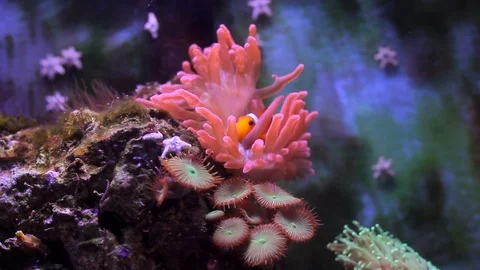 Marine aquarium Video stock 72249503