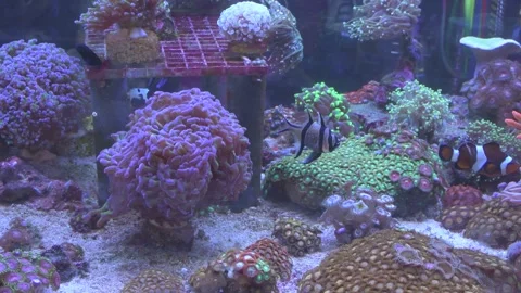 Marine aquarium Stock Footage 277662962