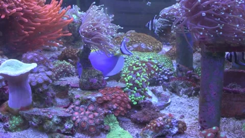Marine aquarium Stock Footage 277662964