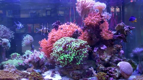 Marine aquarium Stock Footage 277663010
