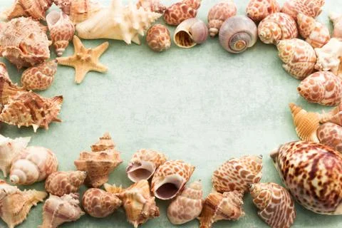 Marine background, frame with seashells and starfish Stock Photos