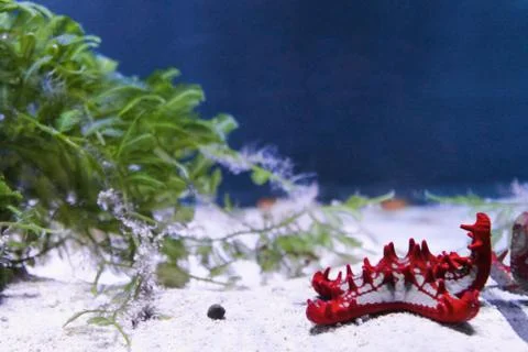Marine background of red starfish lying on the sand with copy space for text Stock Photos