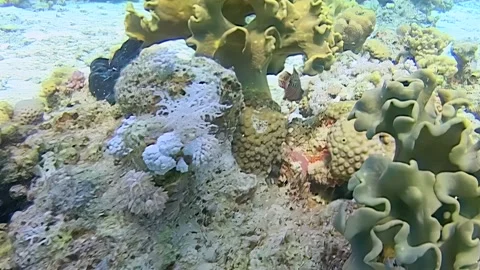 Marine Biological Study of Soft Coral Colonies on the Red Sea Seafloor Stock-Footage 344596243