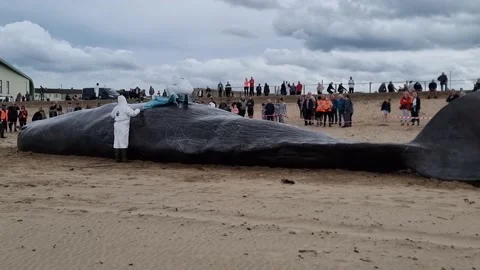 Marine Biologists Taking a Sample From a Dead Beached Sperm Whale on a Uk Beach Stock Footage 195114042