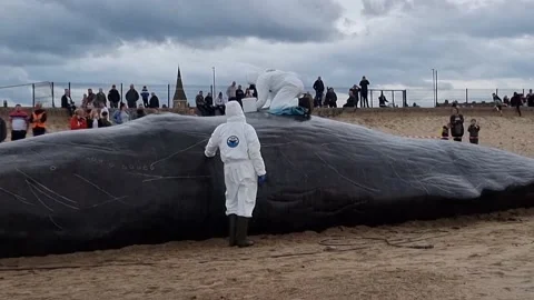 Marine Biologists Taking a Sample From a Dead Beached Sperm Whale on a Uk Beach Stock Footage 195114164