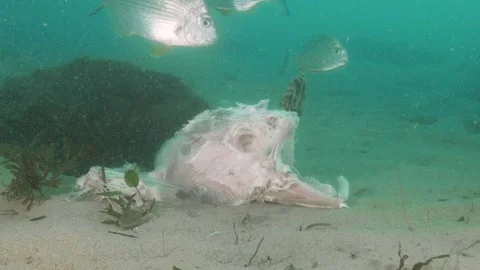 Marine Biology study of fish feeding on ... | Stock Video | Pond5