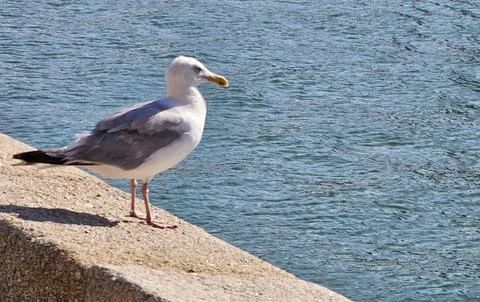 Marine bird Stock Photos