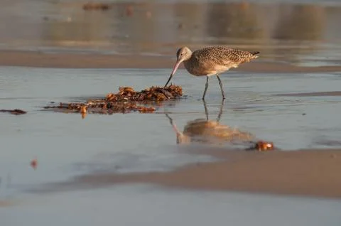 Marine bird using beak to find food. Stock Photos