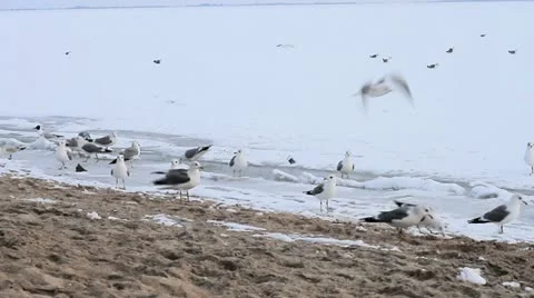Marine birds 库存影片 10815062