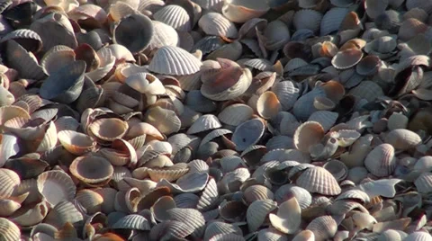 Marine cockleshells Stock Footage 36675732