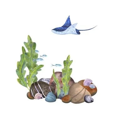 Marine composition, frame, template on a white background. Sea stones, algae Stock Illustration