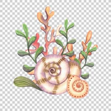 Marine composition with sea corals, shells and seaweed, hand drawn. Stock Illustration