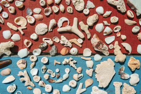 Marine composition with sea shells Stock Photos