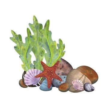 Marine composition on a white background. Sea stones, algae, starfish, shells Stock Illustration
