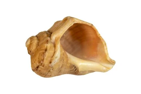 Marine conch seashell macro texture spiral glossy natural pattern Stockfoto's