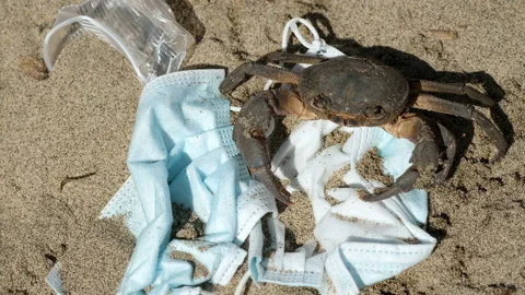 Marine crab walk on discarded Waste pollution.Contaminated habitat,COVID trash Stock Footage 140366299