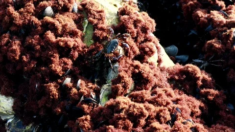 Marine creature on rock Stock Footage 111962500