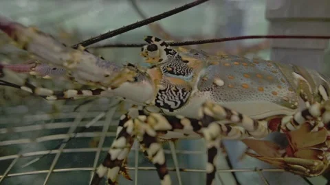 Marine Creature With Textured Shell. Close View Of Decorative Lobster In Stock Footage 331567623